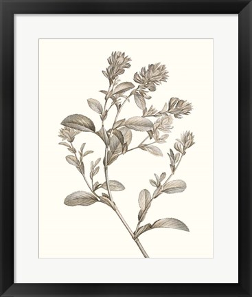 Framed Neutral Botanical Study II Print