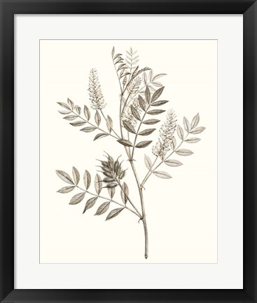 Framed Neutral Botanical Study III Print