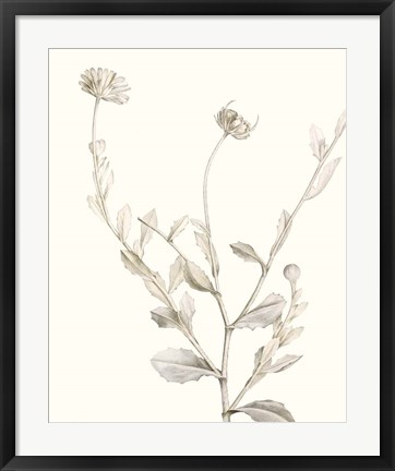 Framed Neutral Botanical Study IV Print