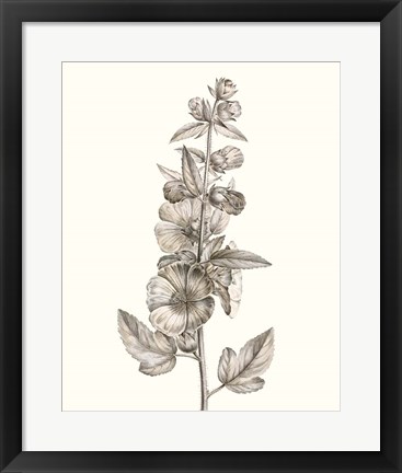 Framed Neutral Botanical Study V Print