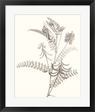 Framed Neutral Botanical Study VII Print
