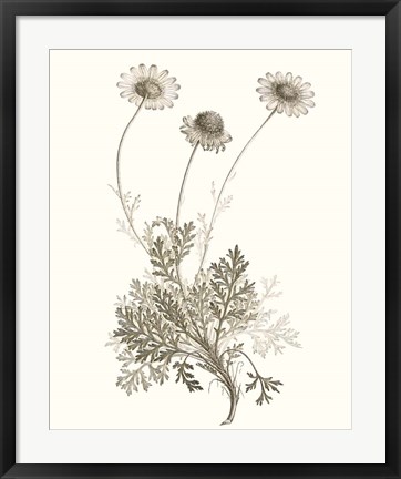 Framed Neutral Botanical Study VIII Print