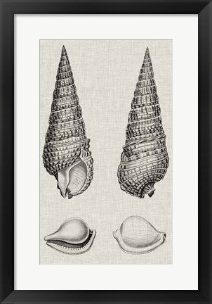 Framed Charcoal &amp; Linen Shells I Print