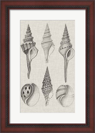 Framed Charcoal &amp; Linen Shells II Print