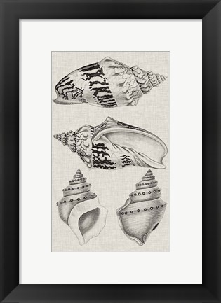Framed Charcoal &amp; Linen Shells IV Print
