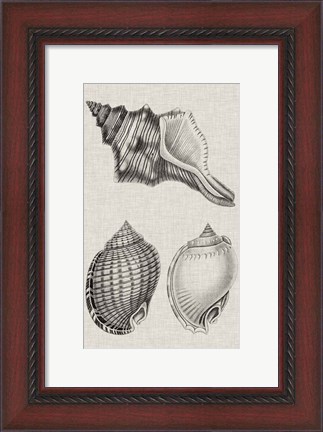 Framed Charcoal &amp; Linen Shells V Print