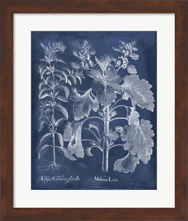 Framed Besler Leaves in Indigo I Print