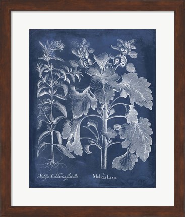 Framed Besler Leaves in Indigo I Print