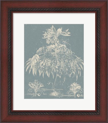 Framed Delicate Besler Botanical I Print