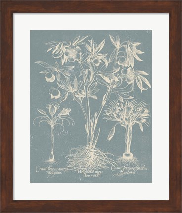 Framed Delicate Besler Botanical II Print