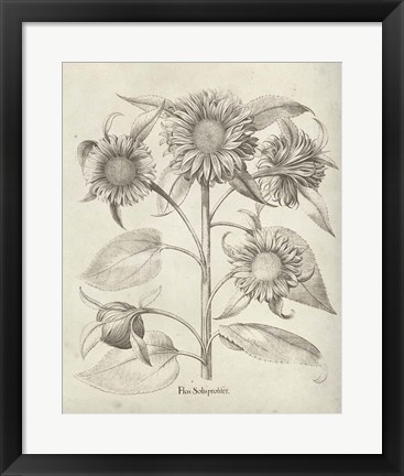 Framed Fresco Sunflower II Print