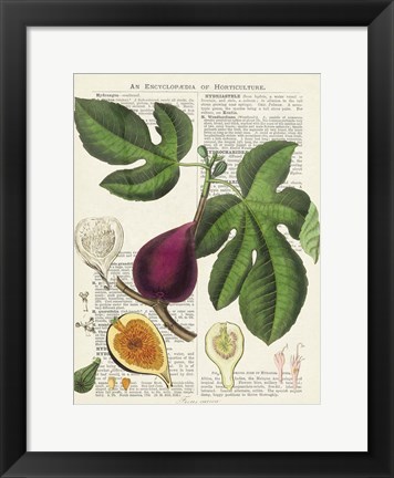 Framed Fruits de Saison, Figues Print