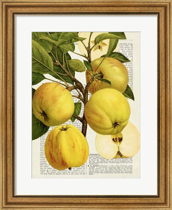 Framed Fruits de Saison, Pommes Print