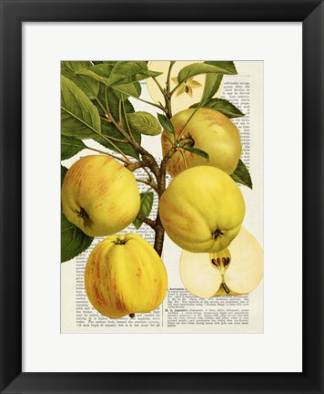 Framed Fruits de Saison, Pommes Print