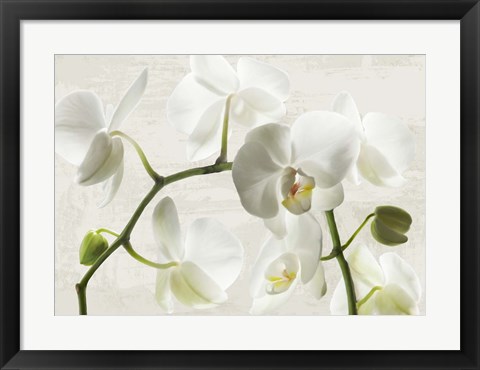 Framed Ivory Orchids Print