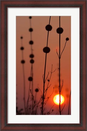 Framed Okavango Delta, Botswana Africa Thistles At Sunset Print