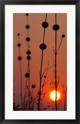 Framed Okavango Delta, Botswana Africa Thistles At Sunset Print