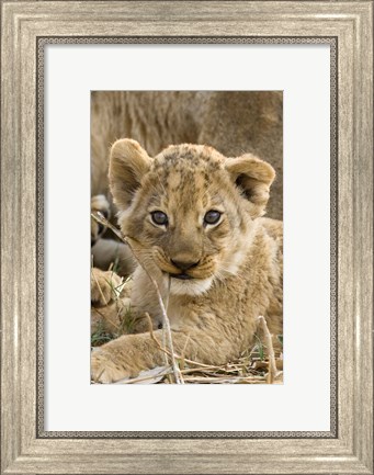 Framed Okavango Delta, Botswana A Close-Up Of A Lion Cub Print