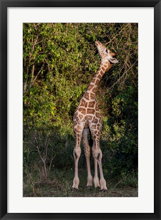 Framed Africa, Kenya, Nairobi, Langata, Hog Ranch Print