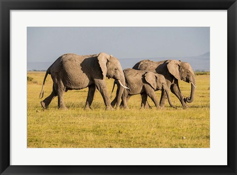 Framed Africa, Kenya, Amboseli National Park, Elephant Print