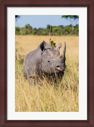 Framed Kenya, Maasai Mara National Reserve, Black Rhinoceros Print