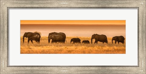 Framed Etosha National Park, Namibia, Elephants Walk In A Line At Sunset Print