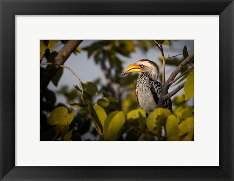 Framed Etosha National Park, Namibia, Yellow-Billed Hornbill Perched In A Tree Print