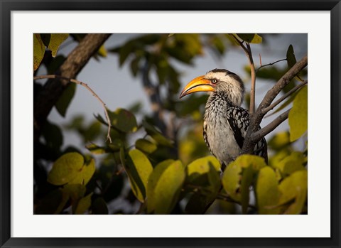 Framed Etosha National Park, Namibia, Yellow-Billed Hornbill Perched In A Tree Print