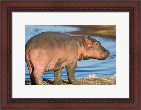 Framed Reddish Very Young Hippo Stands On Shoreline Of Lake Ndutu Print