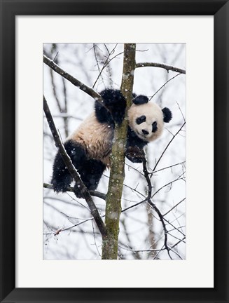 Framed China, Chengdu Panda Base Baby Giant Panda In Tree Print