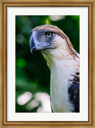 Framed Philippine Eagle Print