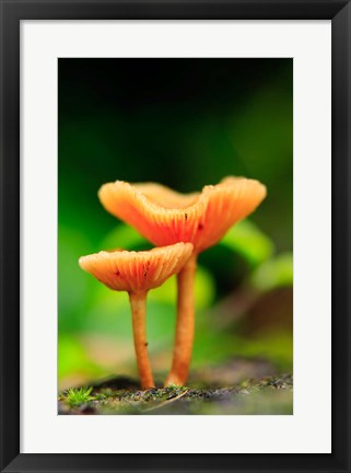 Framed Bright Orange Mushrooms, Queensland Rainforest At Babinda, Australia Print