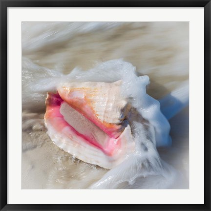 Framed Bahamas, Little Exuma Island Conch Shell In Surf Print