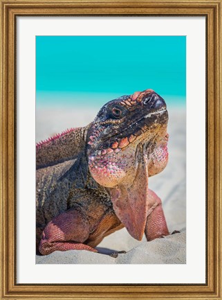 Framed Bahamas, Exuma Island Close-Up Of Iguana On Beach Print