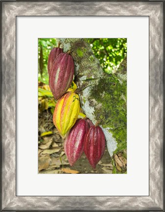 Framed Cuba, Baracoa Cacao Pods Hanging On Tree Print