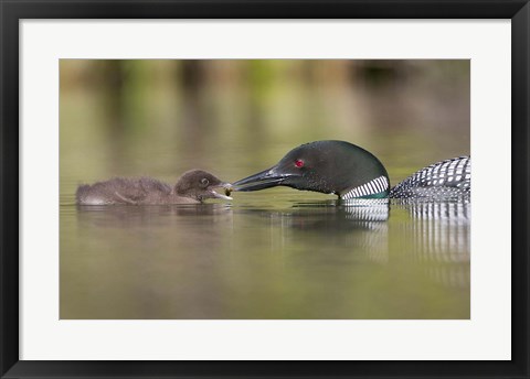Framed Canada, British Columbia A Common Loon &amp; Chick At Lac Le Jeune Print
