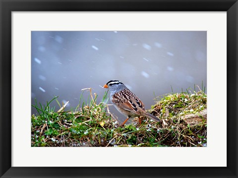 Framed White-Crowned Sparrow In A Spring Snow Storm Print