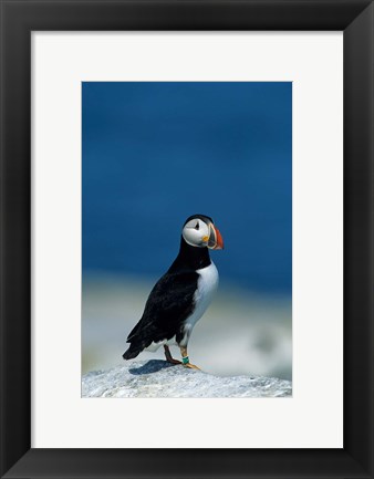 Framed Atlantic Puffin, Machias Seal Island, Canada Print