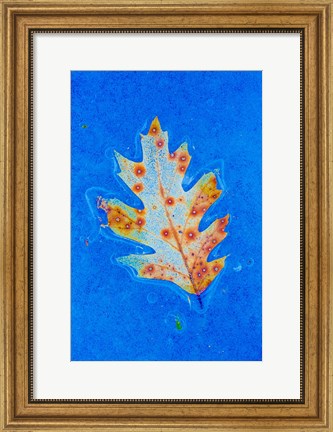 Framed Canada, Quebec, Mount St Bruno Conservation Park Red Oak Leaf Caught In Ice Print