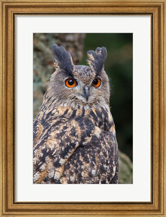 Framed Czech Republic, Liberec Eagle Owl Falconry Show Print