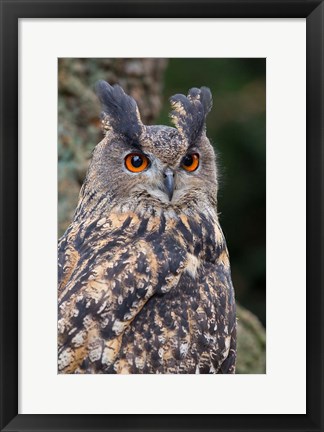 Framed Czech Republic, Liberec Eagle Owl Falconry Show Print