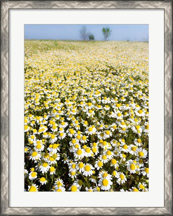 Framed Chamomile Field (Matricaria Chamomilla), Hortobagy National Park In Spring Hungary Print