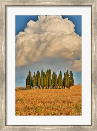 Framed Italy, Tuscany Cypress Tree Grove And Towering Cloud Formation Print
