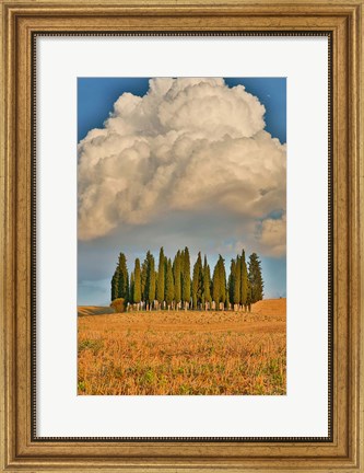 Framed Italy, Tuscany Cypress Tree Grove And Towering Cloud Formation Print