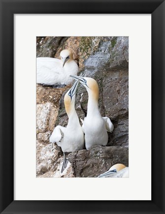 Framed Northern Gannet, Hermaness Bird Reserve, Unst Island, Scotland Print