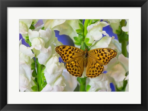 Framed European Silver-Washed Fritillary Butterfly On Snapdragon Flower Print