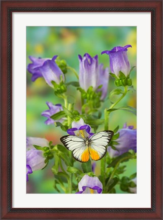 Framed Orange Gull Butterfly Print