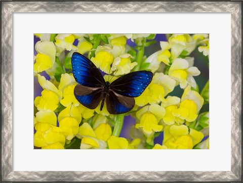 Framed Blue Crow Butterfly Print