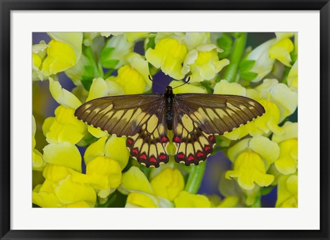 Framed Butterfly Eurytides Corethus In The Papilionidae Family Print