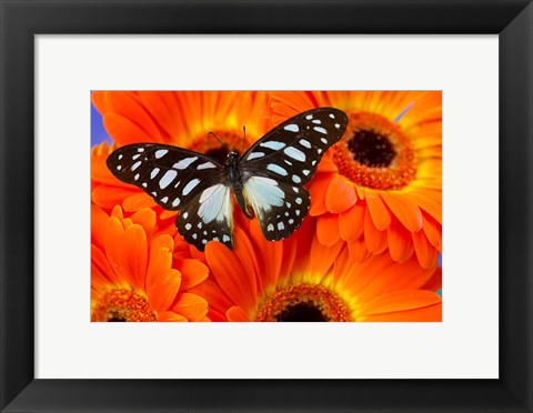 Framed Veined Swordtail Butterfly Print
